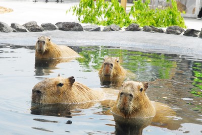 カピバラ温泉