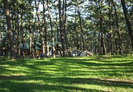 松林に囲まれているキャンプ場