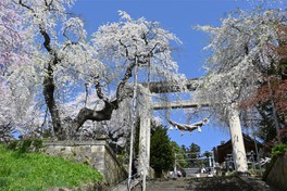 桜が満開に咲き誇る光景は圧巻