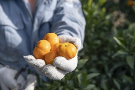 重さ約20グラム～50グラムの世界一小さなミカンの桜島小みかん