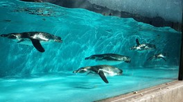 プールの中を飛ぶように泳ぐフンボルトペンギン