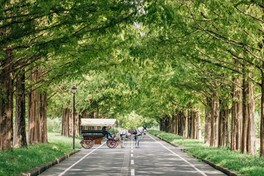 メタセコイアの並木道を進む癒しの馬車体験