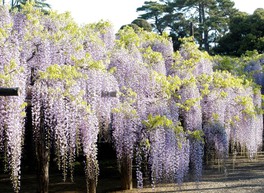 巨木を中心としたフジの日本庭園は壮観だ