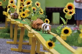 人気イベントの1つ「テンジクネズミのおかえり橋」