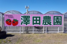 高設栽培なので立ったままでいちご狩りが楽しめる