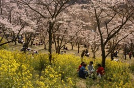 桜に加えナノハナも咲き乱れ園内がピンクと黄色に色づく