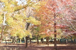 秋には紅葉を楽しみながらBBQができる