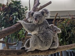 人気のコアラも観察できる