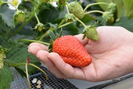 より安全ないちごを作るため高設栽培を取り入れている