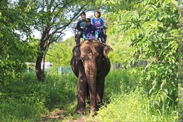 アジアゾウの背中に乗って「ゾウライド」