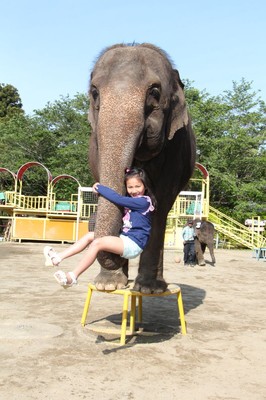 市原ぞうの国 Animal Wonder Rezourt 開園時間変更 千葉県 の情報 ウォーカープラス