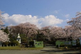 桜やツツジなどの樹木も多く自然豊かな園内