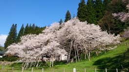 大木の臥龍桜が咲き誇る