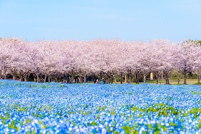 1年を通じて四季折々の花を楽しめる