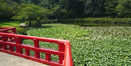 菖蒲池と朱塗りの八つ橋が趣きある景観を作り出す