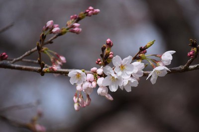 あけぼの山公園の桜 千葉県 の情報 ウォーカープラス