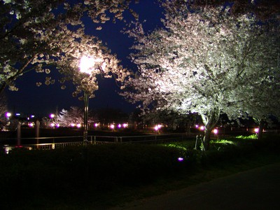 エブノ泉の森ホール周辺の桜 大阪府 の情報 ウォーカープラス