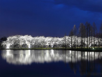 富山県中央植物園の桜 富山県 の情報 ウォーカープラス