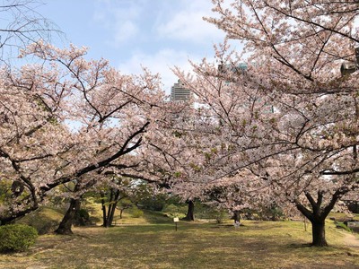 旧芝離宮恩賜庭園の桜 臨時休園 東京都 の情報 ウォーカープラス