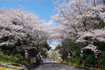 第28回としまえん桜まつり 東京都 の情報 ウォーカープラス