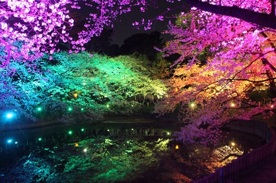 大池公園の桜 愛知県 の情報 ウォーカープラス