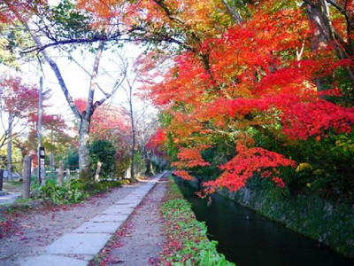 哲学の道の紅葉 京都府 の情報 ウォーカープラス