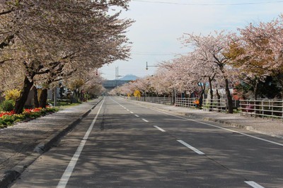 清川千本桜 北海道 の情報 ウォーカープラス