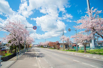 清川千本桜 北海道 の情報 ウォーカープラス