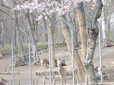 安平町鹿公園の桜 北海道 の情報 ウォーカープラス