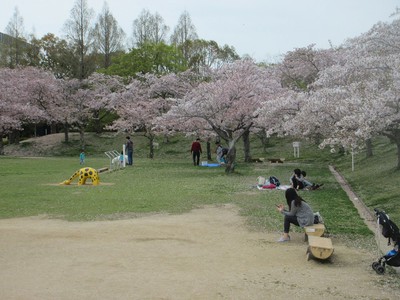 石ケ谷公園の桜 兵庫県 の情報 ウォーカープラス