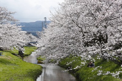 玉湯川堤の桜 島根県 の情報 ウォーカープラス