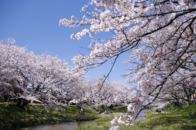 玉湯川堤の桜 島根県 の情報 ウォーカープラス