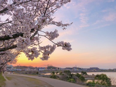 狭山池公園の桜 大阪府 の情報 ウォーカープラス