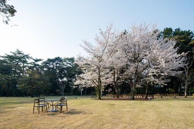 東京都庭園美術館の桜 東京都 の情報 ウォーカープラス