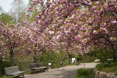 宇治市植物公園の桜 京都府 の情報 ウォーカープラス