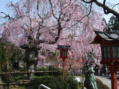 正法寺の桜 京都府 の情報 ウォーカープラス