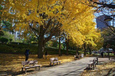 芝公園の紅葉 東京都 の情報 ウォーカープラス