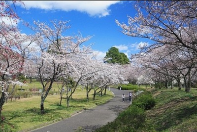 平和公園の桜 愛知県 の情報 ウォーカープラス