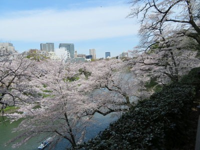 北の丸公園の桜 東京都 の情報 ウォーカープラス