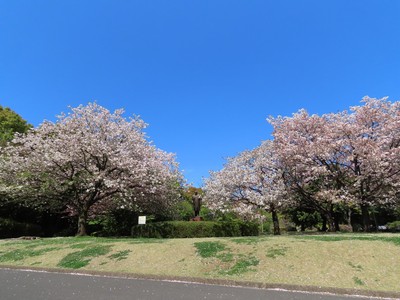 北の丸公園の桜 東京都 の情報 ウォーカープラス