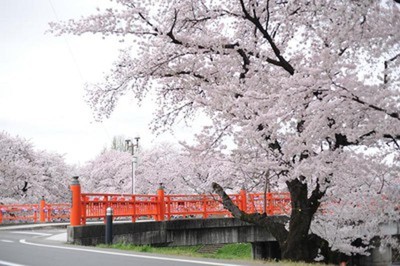 新境川堤の桜並木 岐阜県 の情報 ウォーカープラス