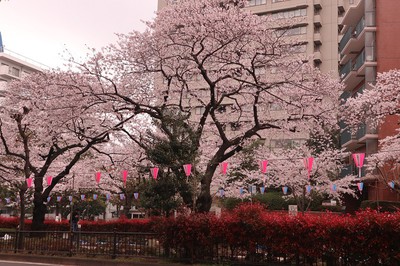 播磨坂さくら並木の桜 東京都 の情報 ウォーカープラス