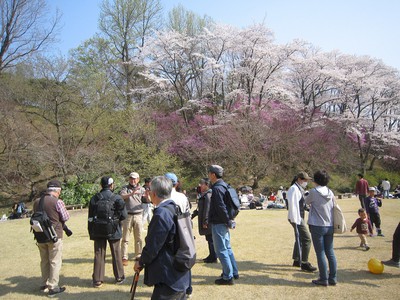 広島市植物公園の桜 広島県 の情報 ウォーカープラス