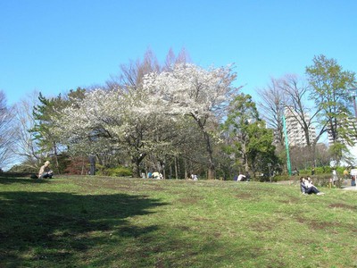 蚕糸の森公園の桜 東京都 の情報 ウォーカープラス