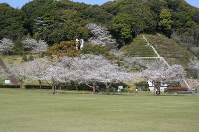 久峰総合公園の桜 宮崎県 の情報 ウォーカープラス