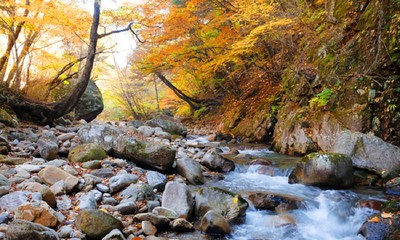 瑞牆山 本谷川渓谷の紅葉 山梨県 の情報 ウォーカープラス