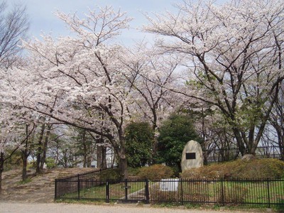 舎人公園の桜 東京都 の情報 ウォーカープラス