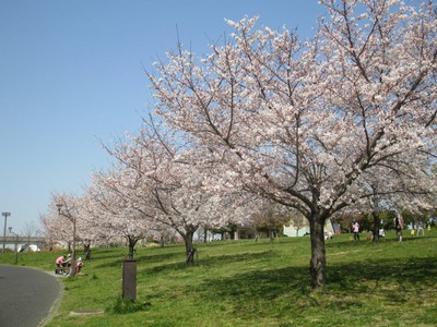 舎人公園の桜 東京都 の情報 ウォーカープラス