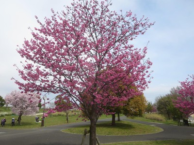 舎人公園の桜 東京都 の情報 ウォーカープラス