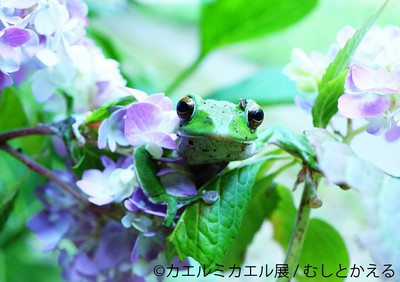 カエルミカエル展 In 名古屋 愛知県 の情報 ウォーカープラス